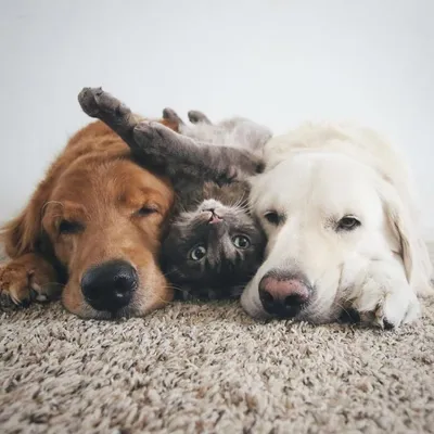 Картинки Котов и собак вместе: радость в одном кадре