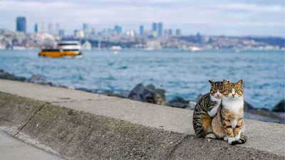 ✨ стилизованные коты обнимаются 🐾♥️♥️…» — создано в Шедевруме