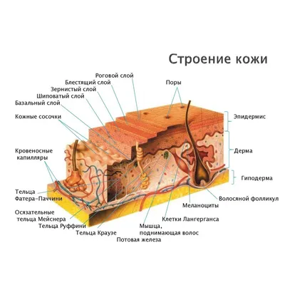 [69+] Кожа человека под микроскопом фото фото