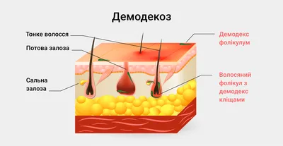 [77+] Кожные клещи у человека фото фото