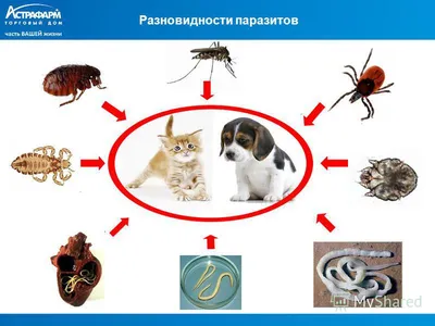 Кожные паразиты у собак фотографии