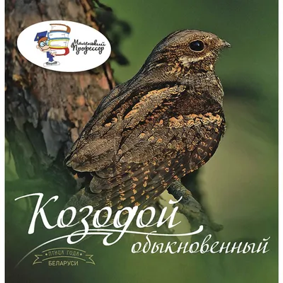 Сатанинский козодой - eBird