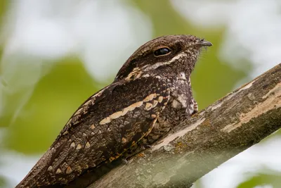 European nightjar (Caprimulgus europaeus) Обыкновенный козодой | Животные,  Рисунки, Идеи для рисунков