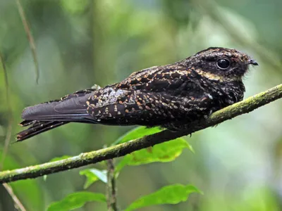 Большой козодой - eBird