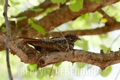 Птица козодой сидит на ветке …» — создано в Шедевруме