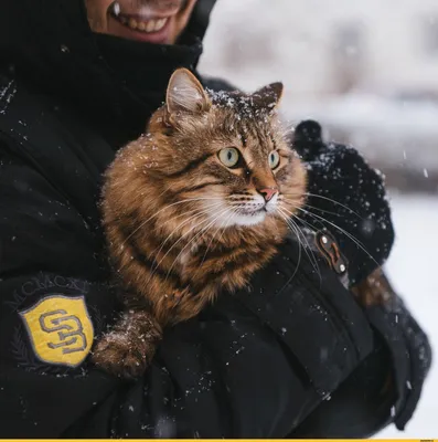 Красивые коты и кошки портрета котят и фотографию портрета котят  Иллюстрация штока - иллюстрации насчитывающей загрузка, спасено: 167004985