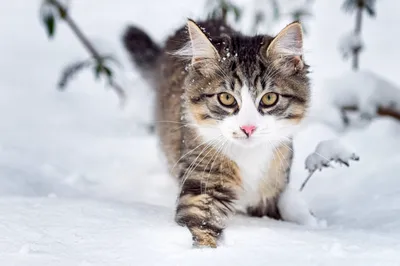 арт,красивые картинки,котэ,прикольные картинки с кошками,Kajenna,Хэллоуин |  Милые котики, Котята, Кошки