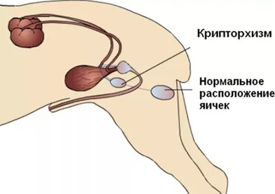 Уникальные снимки собак с крипторхизмом