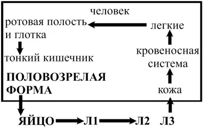 Анкилостома - самый древний паразит. — Татьяна Тарновская на TenChat.ru