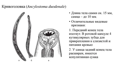 Геогельминтозы -