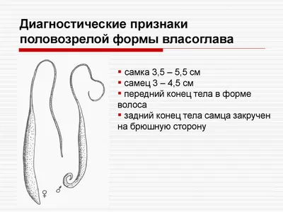 Гельминтология. Размножение и развитие - презентация онлайн