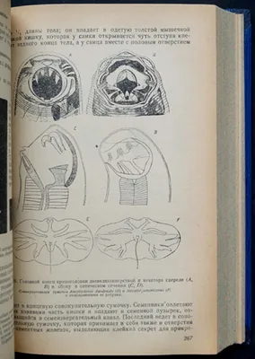 Анкилостомы - Wikiwand