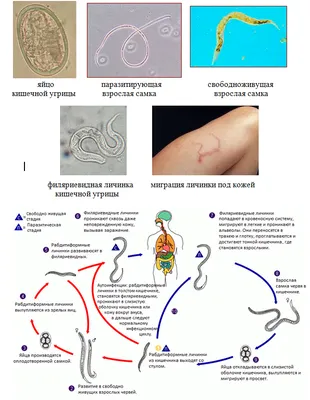 Функциональная роль круглых червей в биосфере и для человека - презентация  онлайн