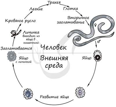 Тип Круглые черви