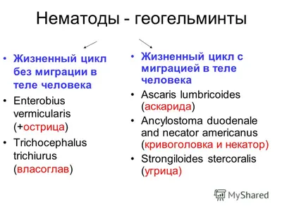 Класс нематоды, подготовка к ЕГЭ по биологии