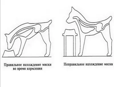 Крупные изображения Собаки для скачивания png