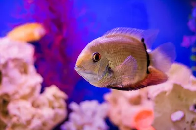 Совместимость аквариумных рыбок в одном аквариуме — Справочник Aqua-Shop