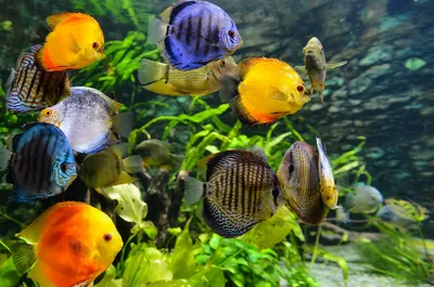 Крупные аквариумные рыбки плавают на фоне караллов | Премиум Фото