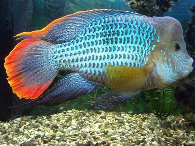 Какие виды рыбок можно селить в одном аквариуме | ROZETKA Journal