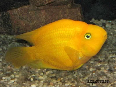 Лучшие пресноводные аквариумные рыбки - Астронотус-оскар тигровый  (Astronotus ocellatus var.) | Аквариумы, рыбки и все для них | Дзен