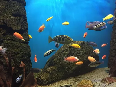 Маленькие рыбки для аквариума - Marlin Aquarium