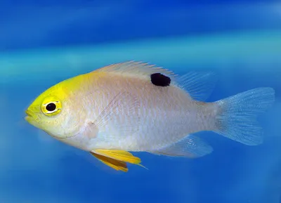 Правильное питание для аквариумных рыб: 5 главных правил