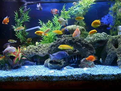 Самые недорогие рыбки для аквариума