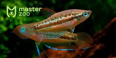 Большая рыба для аквариума - Рыбы - Аквариумистика - Статьи Аквариумиста -  аквариумист