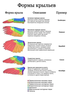 Виды крыльев птиц | Пикабу