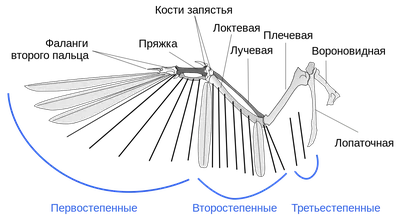Птичье крыло — Википедия
