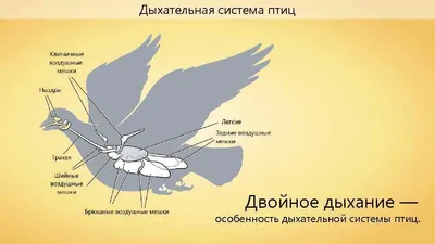 Крылья: Птицы Океании / Wingspan: Oceania expansion | Tesera