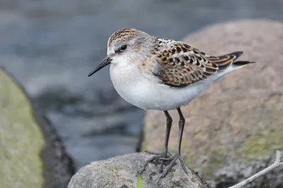 Кулик Semipalmated, Pusilla Calidris, птица морской воды в среду обитания  природы Животное на птице побережья океана белой в песк Стоковое Фото -  изображение насчитывающей канада, лето: 84814372