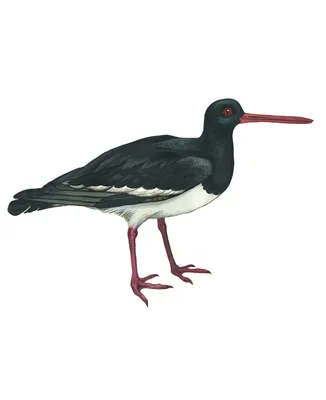 кулик sp. - eBird