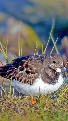 картинки : море, морские птицы, Дикая природа, Чайка, клюв, Птичий грипп,  Фауна, Aves, Позвоночный, Индия, Болотная птица, Кувшинка, Кулик, Redshank,  Орнитофауна, Береговая птица, Шарадиообразные, Европейская сельдь чайка,  Унылый, Cinclidae, Калибрид ...