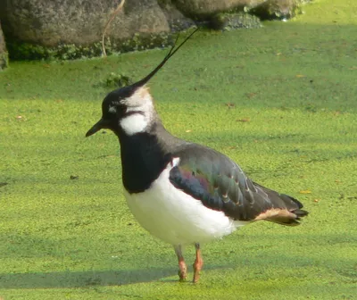 Фотокаталог птиц: Кулик-перевозчик (Actitis hypoleucos)