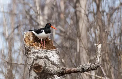 zuek.asd - Кулик. . #птица #кулик #birdlovers... | Facebook