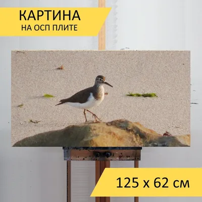 Фиолетовый кулик, Maritima Calidris, птица морской воды в среду обитания  природы Животное на сцене живой природы побережья океана Стоковое  Изображение - изображение насчитывающей горизонтально, америка: 124395277