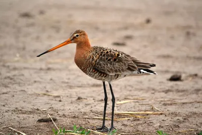 Кулики-перевозчики. | BirdWatch.by