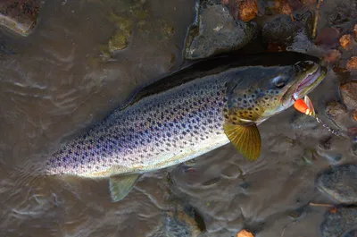 Кумжа (Salmo trutta) | FishingBY.com