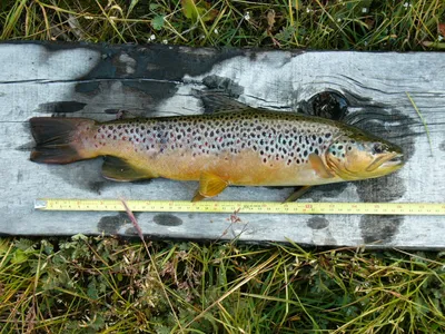 Salmo trutta — Кумжа (Brown trout), Подвиды, Характеристики Вида...