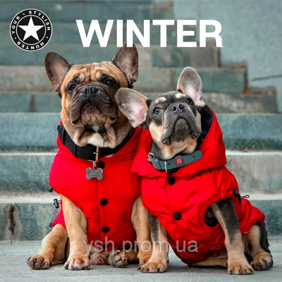 Куртки для собак: изображения для любой погоды