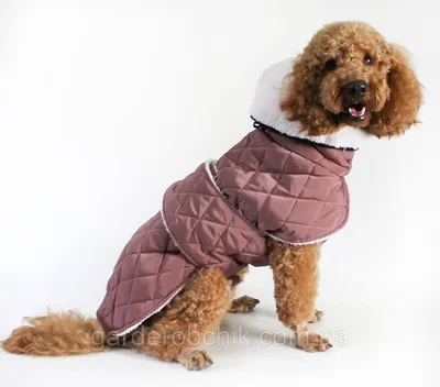 Куртки для собак: модные фотографии для вашего питомца