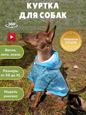 Фото курток для собак: модные тренды и новинки