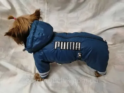 Куртки для собак: стильные изображения для разных пород
