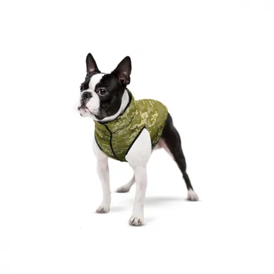 Фото, картинки, изображения: куртки для собак на любой случай