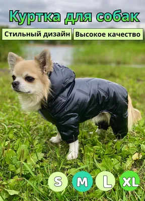 Куртки для собак: фото с различными фасонами и стилями