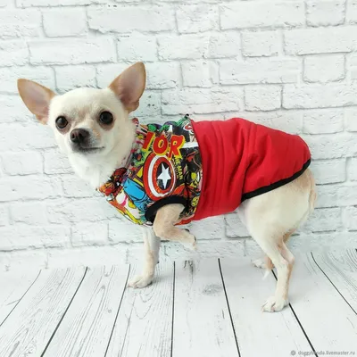 Куртки для собак: фото с различными длинами и покроем