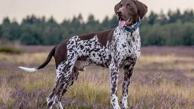 Курцхаар собака: надежный компаньон для охотника