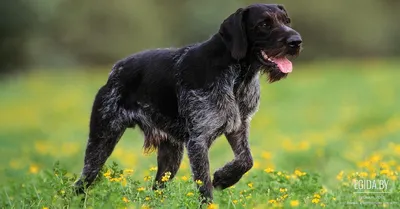 Курцхаар собака: красота и функциональность в одном