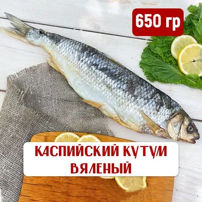 🐟 Поистине царская рыба‼️ Кутум. Рыба, которая не нуждается в рекламе.  Обитает в Каспийском море. 🔹Кто хоть раз пробовал эту рыбу, на всю… |  Instagram